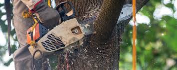Best Lawn Watering Services  in Wofford Heights, CA