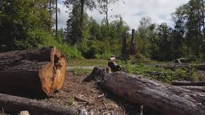 Best Utility Line Clearance  in Wofford Heights, CA