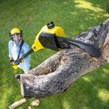 Best Lawn Renovation and Restoration  in Wofford Heights, CA