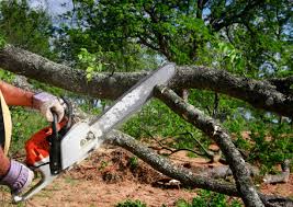 Best Firewood Processing and Delivery  in Wofford Heights, CA