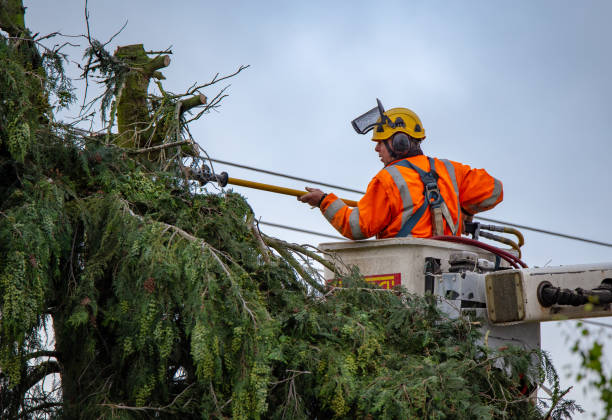 Best Arborist Consultation Services  in Wofford Heights, CA