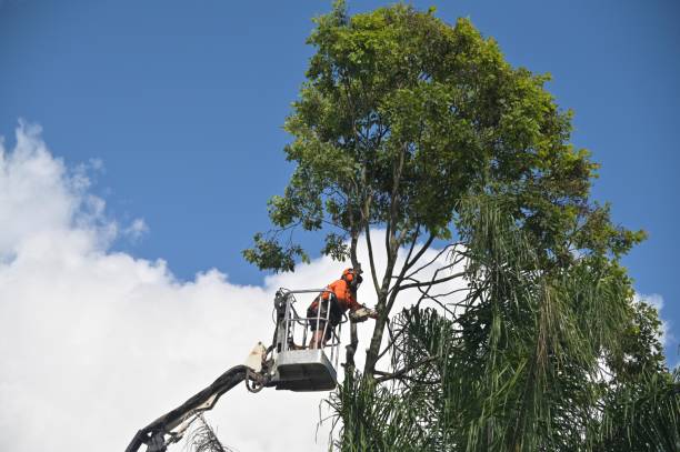 Lawn Maintenance Plans in Wofford Heights, CA