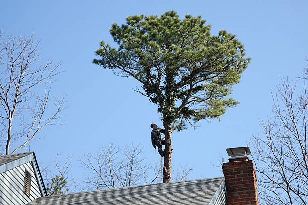 Wofford Heights, CA Tree Care Company