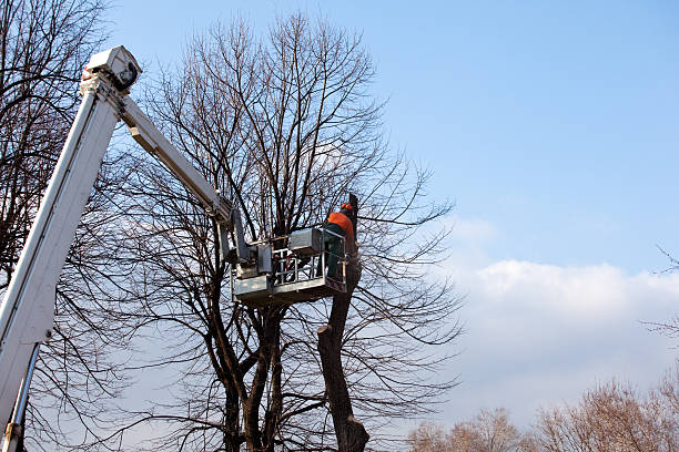  Wofford Heights, CA Tree Care Pros