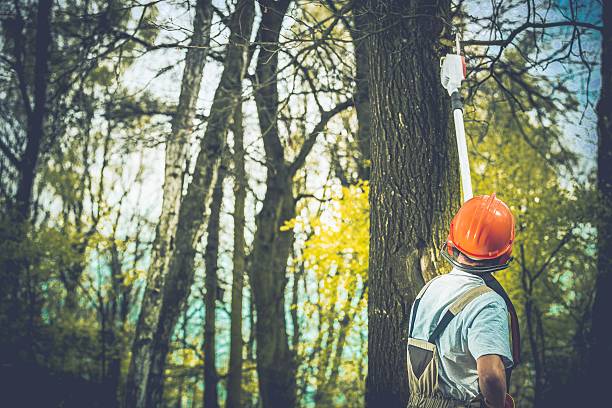 Tree and Shrub Care in Wofford Heights, CA
