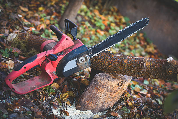 Best Commercial Tree Services  in Wofford Heights, CA